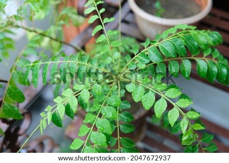 Picture of Fresh Curry Leaves