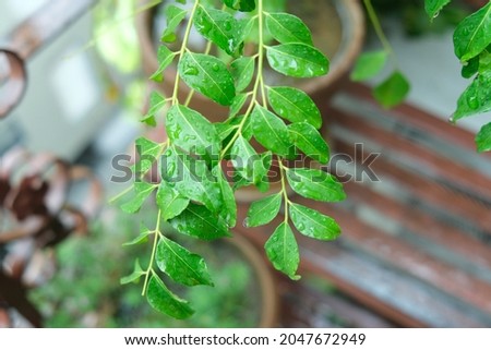 Picture of Fresh Curry Leaves