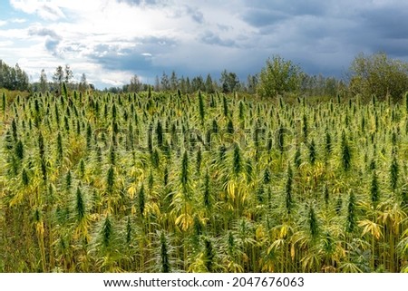 Agricultural field with crops of hemp