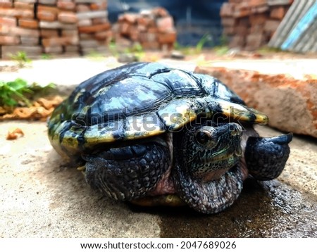 an adult Brazil tortoise is hiding