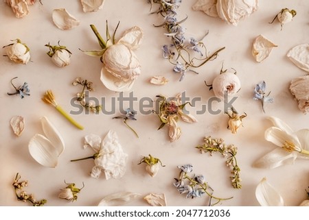 Stylish composition of dry plants and flowers top view flat lay. Delicate pastel colours of plants and background. Modern wedding card template, postcard layout.