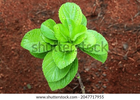 Fresh Green Plant Stock Photo