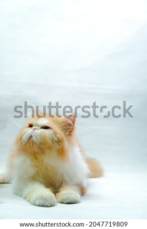 Picture Of Cat with white background
