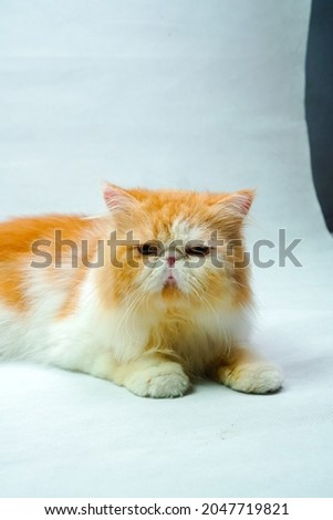 Picture Of Cat with white background