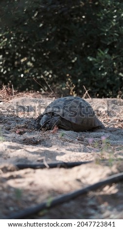 Turtle sunbathing in the middle of the park