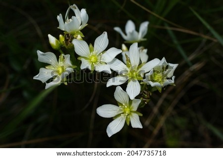 White flowers of the Venus Flytrap, Dionaea muscipula, North Carolina, USA