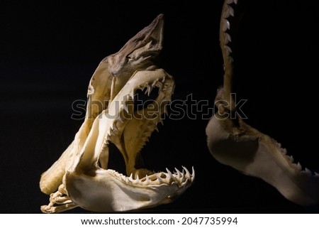 fossilized shark skeleton close up