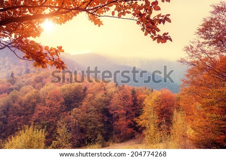 Majestic landscape with autumn trees in forest. Carpathian, Ukraine, Europe. Beauty world. Retro filtered. Toning effect. Royalty-Free Stock Photo #204774268