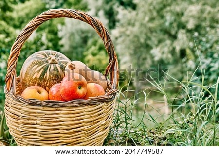 Autumn harvest. Different types of ripe pumpkins and red apples in the basket in green grass in autumn garden. Thanksgiving and Halloween background.