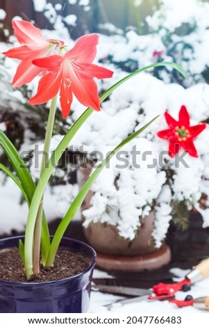 Big red blossom of Hippeastrum (amaryllis) flower on the stem in the blue flower pot blooming in the nature background with snow  in winter time, cute red flower in nature background in cold day