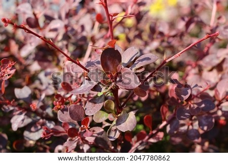 closeup of barberry bush with dark red leaves (lat. Berberis thunbergii)