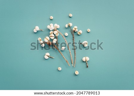 Top view image of autumn forest white seeds natural composition over blue background .Flat lay