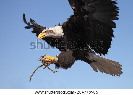 picture of a beautiful and wild bald eagle flying