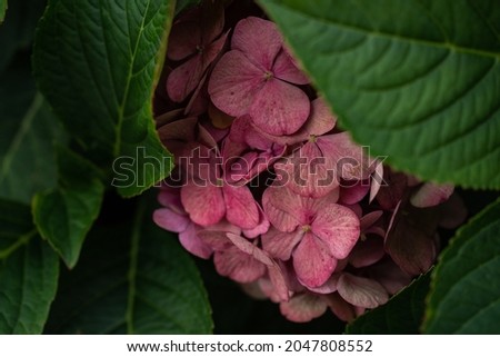 Purple, pink hydrangea blossom among green leaves, blooming in the garden in summer and autumn. Nature photography