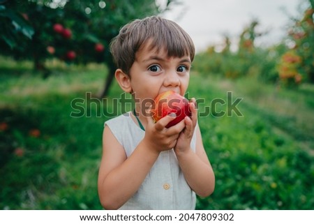 Cute little toddler boy eating ripe red apple in beautiful garden. Son explores plants, nature in autumn. Amazing scene with kid. Childhood concept Royalty-Free Stock Photo #2047809302