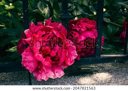 Large magenta peony blooms through the iron bars of a fence; Double flowered peony in deep red pink opens beautifully