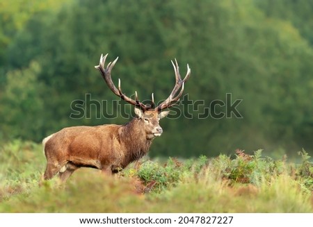 Close up of a red deer stag in autumn, UK. Royalty-Free Stock Photo #2047827227