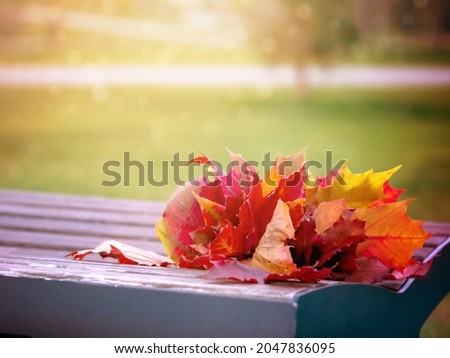 Autumn bouquet of leaves on a bench in the sunlight