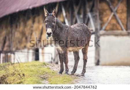 One of the most stubborn animals on the farm was the donkey that didn't want to come in the barn when it started raining.