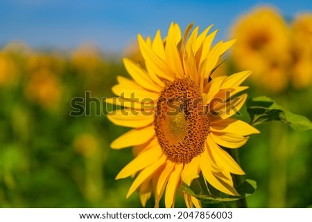 Sunny beautiful natural field blooming botany. Floral agricultural yellow sunflower.