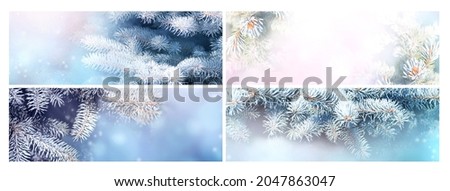 Set of horizontal Christmas banners with branch of blue spruce. Collection of Holiday xmas backgrounds with fir tree on abstract backdrop. Copy space for text. Photo toned in blue color
