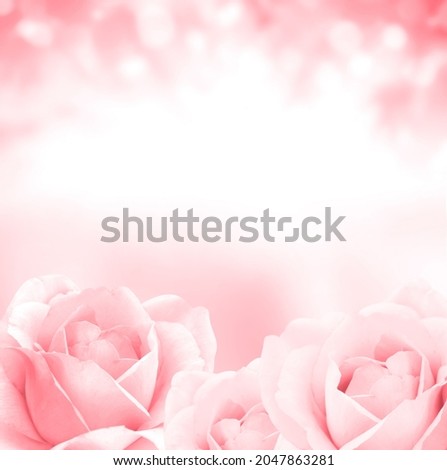 Blurred square background with three roses of pink color. Copy space for text. Mock up template. Can be used for wallpaper, wedding card, web page banner Royalty-Free Stock Photo #2047863281