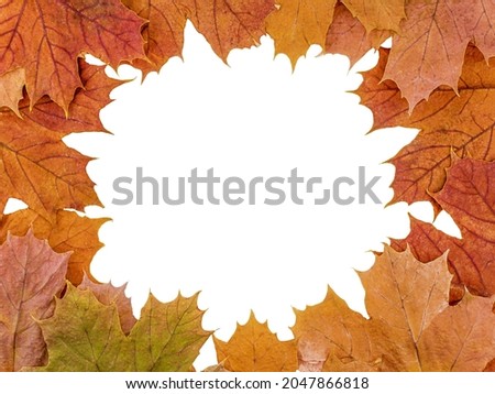 autumn background with yellow maple leaves in the center an empty space for logo or inscription, for design or mockup