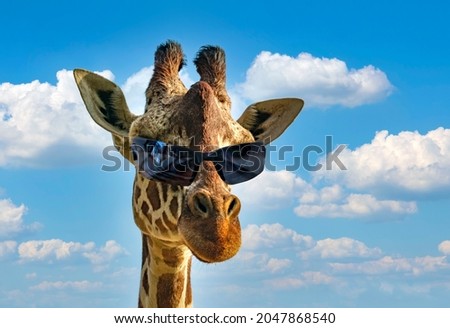 Funny fashion portrait of a giraffe (giraffa camelopardalis) with hipster sunglasses over blue sky and clouds background. Ecotourism and african safari, animal concept. Macho with cool sunglasses Royalty-Free Stock Photo #2047868540