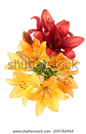 Lilies, flowers card view isolated on a white background. 