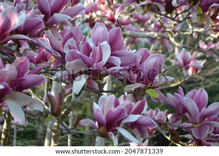 Flowering Saucer Magnolia (Magnolia x soulangeana)
