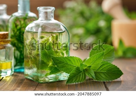 Bottles of mint essential oil, tincture or infusion and peppermint leaves. Blossom spearmint plants on background.  Royalty-Free Stock Photo #2047885097