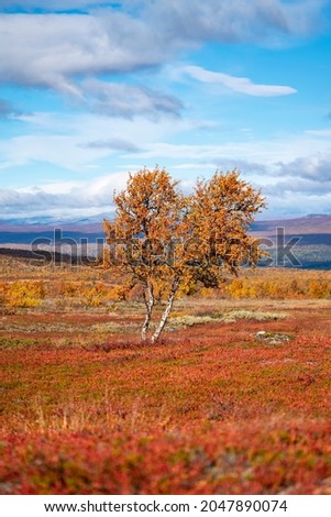 Red and Yellow isolated coloured Trees in the Autumn hills of Sweden.