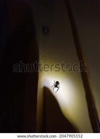Spider silhouette against lit up background