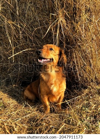 dachshund in the hay, dog in the sun