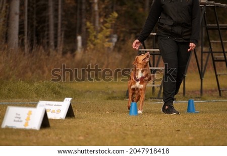 Red toller enjoying rally obedience training Royalty-Free Stock Photo #2047918418