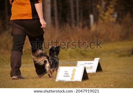 Chihuahua training rally obedience with his handler Royalty-Free Stock Photo #2047919021