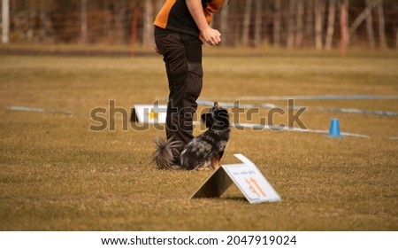 Chihuahua training rally obedience with his handler Royalty-Free Stock Photo #2047919024