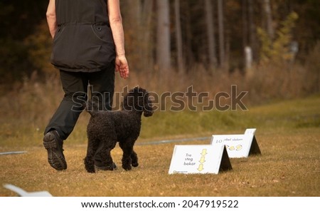 Poodle enjoying rally obedience training Royalty-Free Stock Photo #2047919522