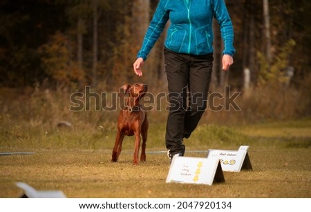 Red pincher enjoying rally obedience training Royalty-Free Stock Photo #2047920134