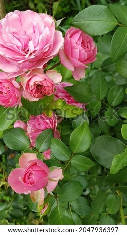 Beautiful roses arrangement for screensaver