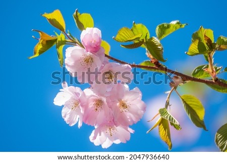 Lush blooming pink sakura blossoms on blue sky background. Spring Background image with beautiful flowers.