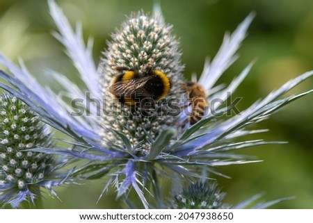 Macro shot of a white tailed bumblebee (bombus lucorum) pollinating an alpine sea holly (eryngium alpinium) flower Royalty-Free Stock Photo #2047938650