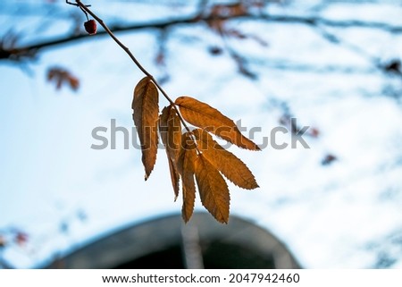 Autumn park, yellow orange leaves of tree close-up, selective focus. Scene in autumn forest for background, beautiful fall nature. Autumn season concept.