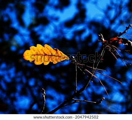 Autumn park, yellow orange leaves of tree close-up, selective focus. Scene in autumn forest for background, beautiful fall nature. Autumn season concept.