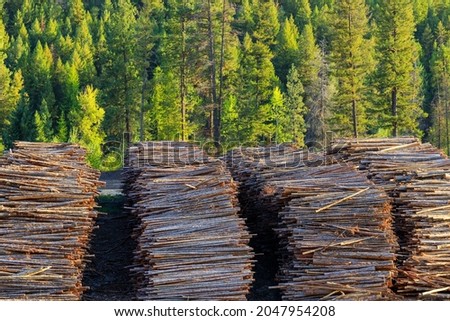 Felled cut wood timber logs in a pile at a sawmill in Midway, British Columbia, Canada. The lumber logging industry is a very important business for the economy of British Columbia. Royalty-Free Stock Photo #2047954208