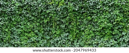 hedge of plant leaves. green ivy foliage, natural background Royalty-Free Stock Photo #2047969433