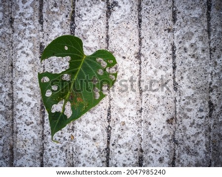 Photo of a perforated leaf in the shape of love symbol on striped concrete.