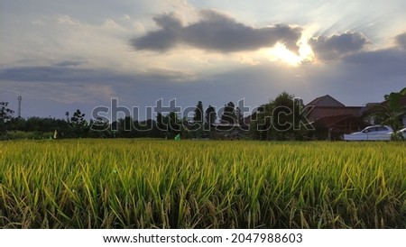 Rice field with sunset view in a small village in Java.