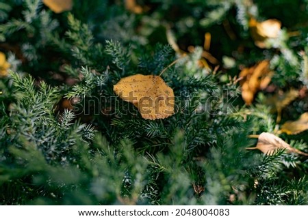 Autumn yellow leaves fallen on the branches of conifers, bushes and trees, junipers, fir trees and thuja, a beautiful seasonal picture of green and yellow flowers