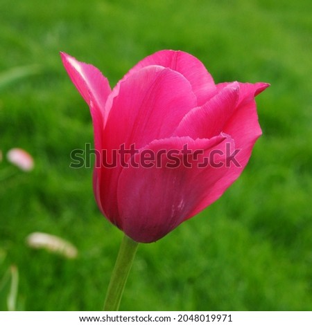 red tulip in spring time close up